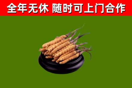 应城市回收散虫草
