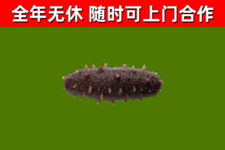 应城市回收海参干